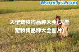 大型宠物狗品种大全(大型宠物狗品种大全图片)