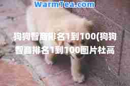 狗狗智商排名1到100(狗狗智商排名1到100图片杜高犬)