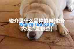 俊介是什么品种的狗(俊介犬优点和缺点)