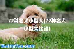 72种名犬小型犬(72种名犬小型犬比熊)