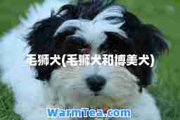 毛狮犬(毛狮犬和博美犬)