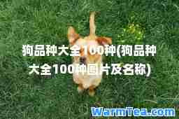 狗品种大全100种(狗品种大全100种图片及名称)