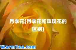 月季花(月季花和玫瑰花的区别)