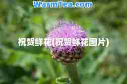 祝贺鲜花(祝贺鲜花图片)