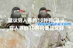 建议穷人养的10种狗(建议穷人养的10种狗便宜又好养)