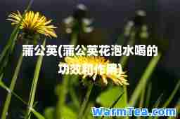 蒲公英(蒲公英花泡水喝的功效和作用)