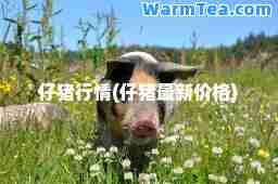 仔猪行情(仔猪价格)