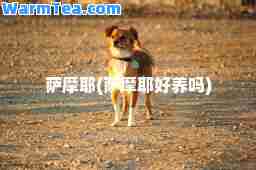 萨摩耶(萨摩耶好养吗)