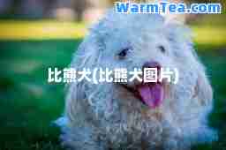 比熊犬(比熊犬图片)