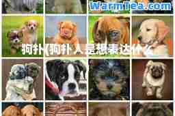 狗扑(狗扑人是想表达什么)