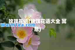 玫瑰花语(玫瑰花语大全 寓意)
