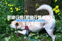 肥猪行情(肥猪行情未来15天涨不涨)