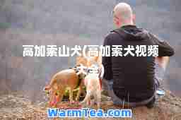 高加索山犬(高加索犬视频大全)