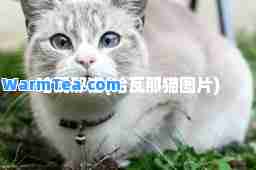 哈瓦那猫(哈瓦那猫图片)