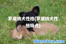 罗威纳犬性格(罗威纳犬性格特点)