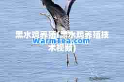 黑水鸡养殖(黑水鸡养殖技术视频)