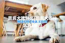 贵宾犬吃什么(贵宾犬吃什么食物好)