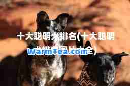 十大聪明犬排名(十大聪明犬排名图片大全)