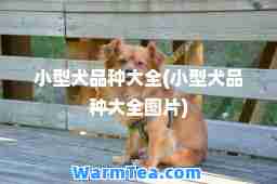 小型犬品种大全(小型犬品种大全图片)