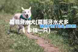 葡萄牙水犬(葡萄牙水犬多少钱一只)