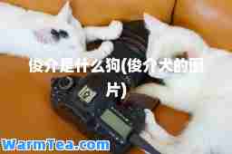 俊介是什么狗(俊介犬的图片)
