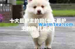 十大最护主的狗(十大最护主的狗 杜宾犬)