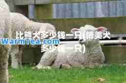 比熊犬多少钱一只(博美犬多少钱一只)