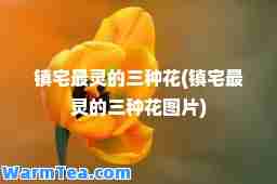 镇宅最灵的三种花(镇宅最灵的三种花图片)