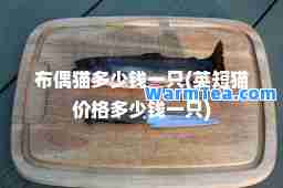 布偶猫多少钱一只(英短猫价格多少钱一只)