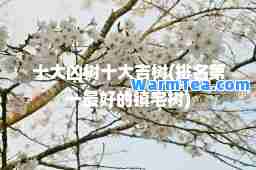 十大凶树十大吉树(排名最好的镇宅树)