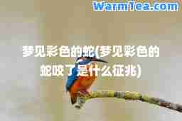 梦见彩色的蛇(梦见彩色的蛇咬了是什么征兆)