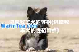边境牧羊犬的性格(边境牧羊犬的性格特点)