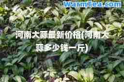 河南大蒜价格(河南大蒜多少钱一斤)