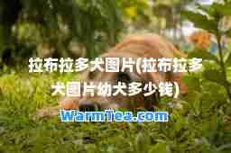 拉布拉多犬图片(拉布拉多犬图片幼犬多少钱)