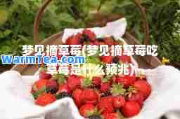 梦见摘草莓(梦见摘草莓吃草莓是什么预兆)
