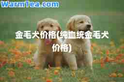 金毛犬价格(纯血统金毛犬价格)