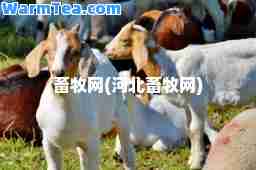 畜牧网(河北畜牧网)