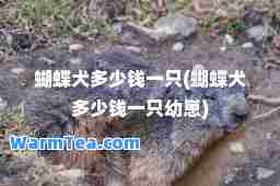 蝴蝶犬多少钱一只(蝴蝶犬多少钱一只幼崽)