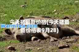 今天猪价格(今天猪价格表9月28)