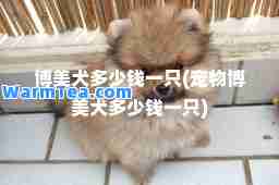 博美犬多少钱一只(宠物博美犬多少钱一只)