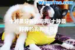十种最好养的狗狗(十种最好养的狗狗排名)