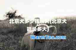 北京犬多少钱一只(北京犬能长多大)