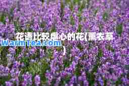 花语比较虐心的花(薰衣草)