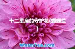 十二星座的守护花(蝴蝶兰)