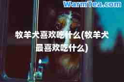 牧羊犬喜欢吃什么(牧羊犬最喜欢吃什么)