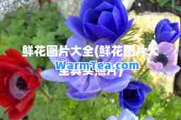 鲜花图片大全(鲜花图片大全真实照片)