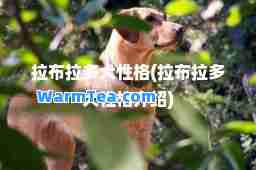 拉布拉多犬性格(拉布拉多犬性格介绍)
