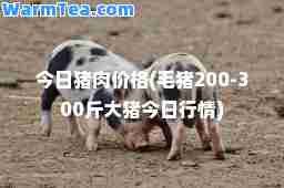 今日猪肉价格(毛猪200-300斤大猪今日行情)