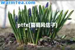 ptfx(葡萄风信子)