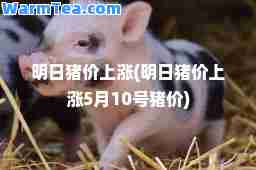 明日猪价上涨(明日猪价上涨5月10号猪价)